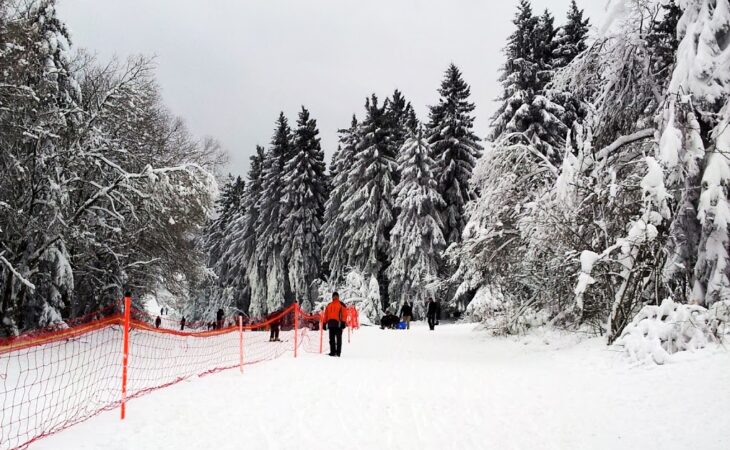 Schlittenfahren im Harz Image